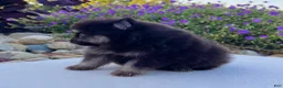 Pomeranian dogs for sale: Shadow - Ad 5