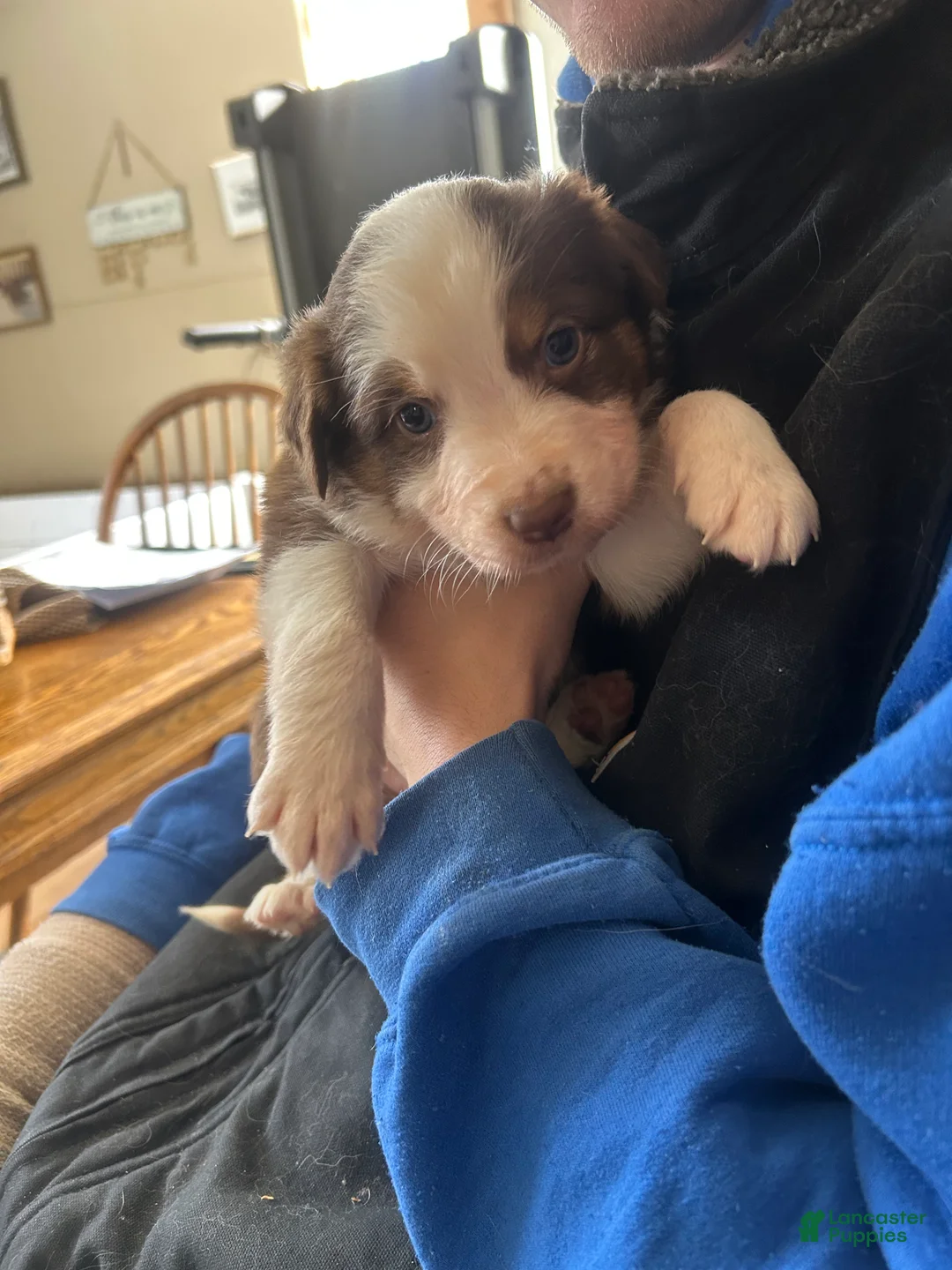 Australian Shepherd dogs for sale: Audrey Mae - Ad 3