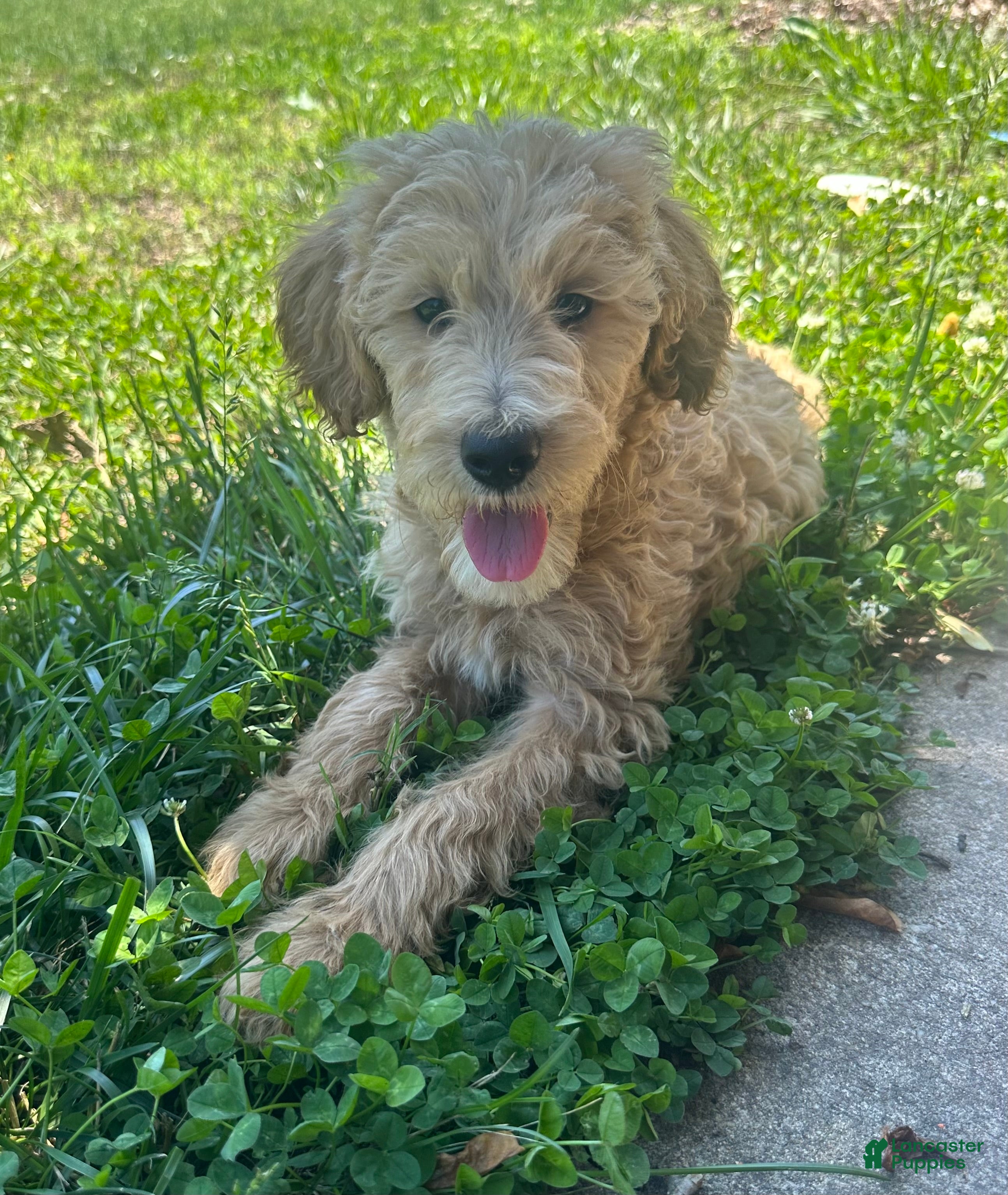 Goldendoodle dogs Grape - Ad 21