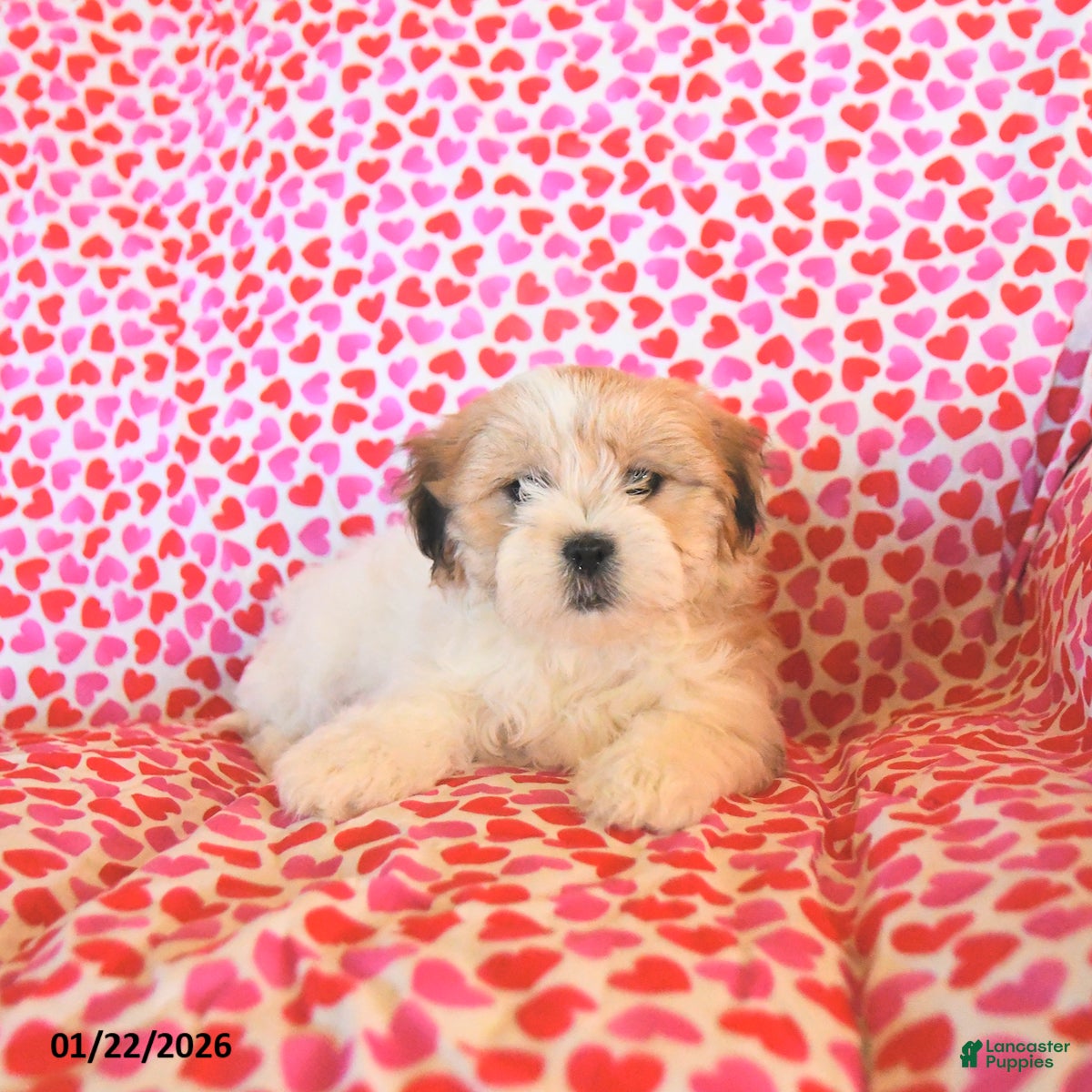 Teddy Bear dogs Ruby  - Ad 2