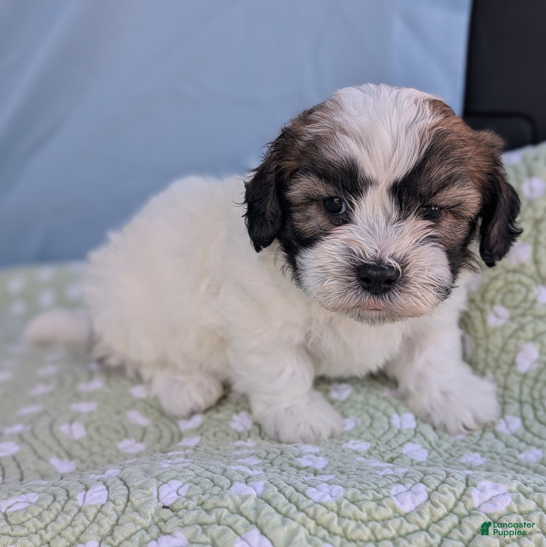 Teddy Bear dogs for sale: Marshmallow - Ad 7