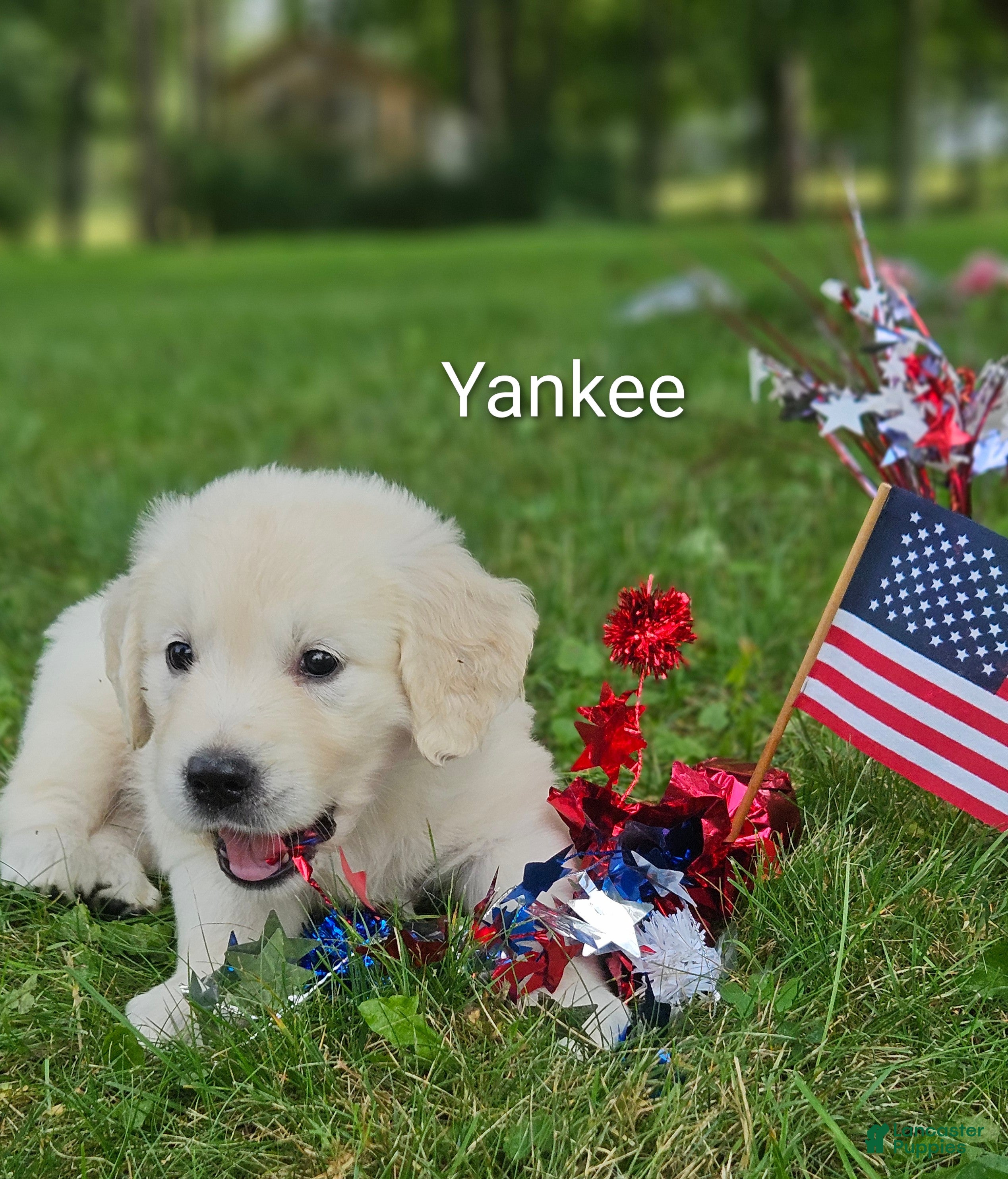 Golden Retriever dogs Yankee - Ad 1