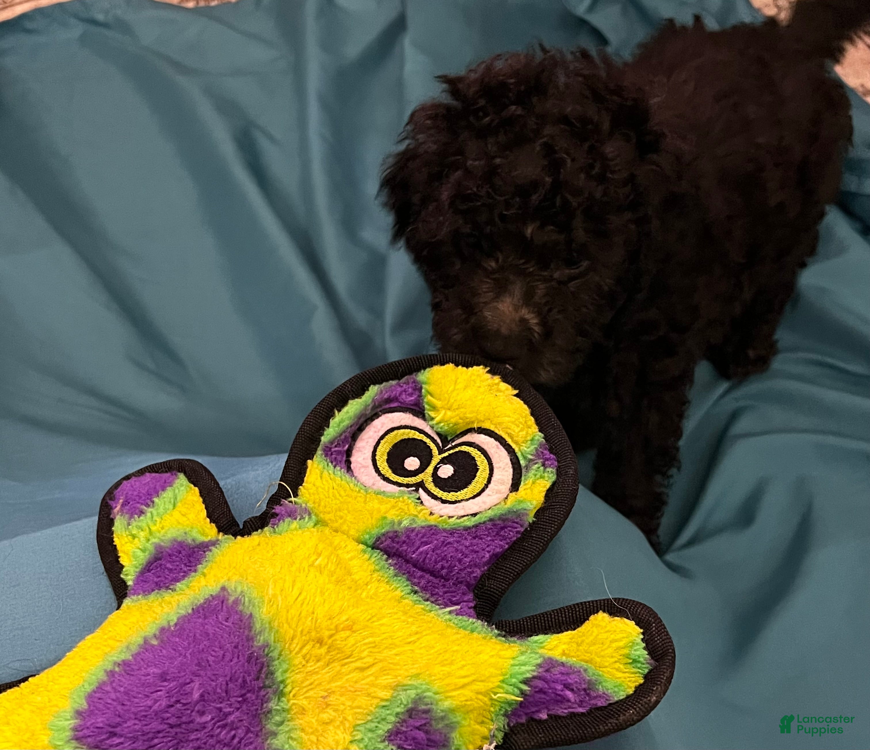 Cockapoo dogs Dwayne - Ad 2