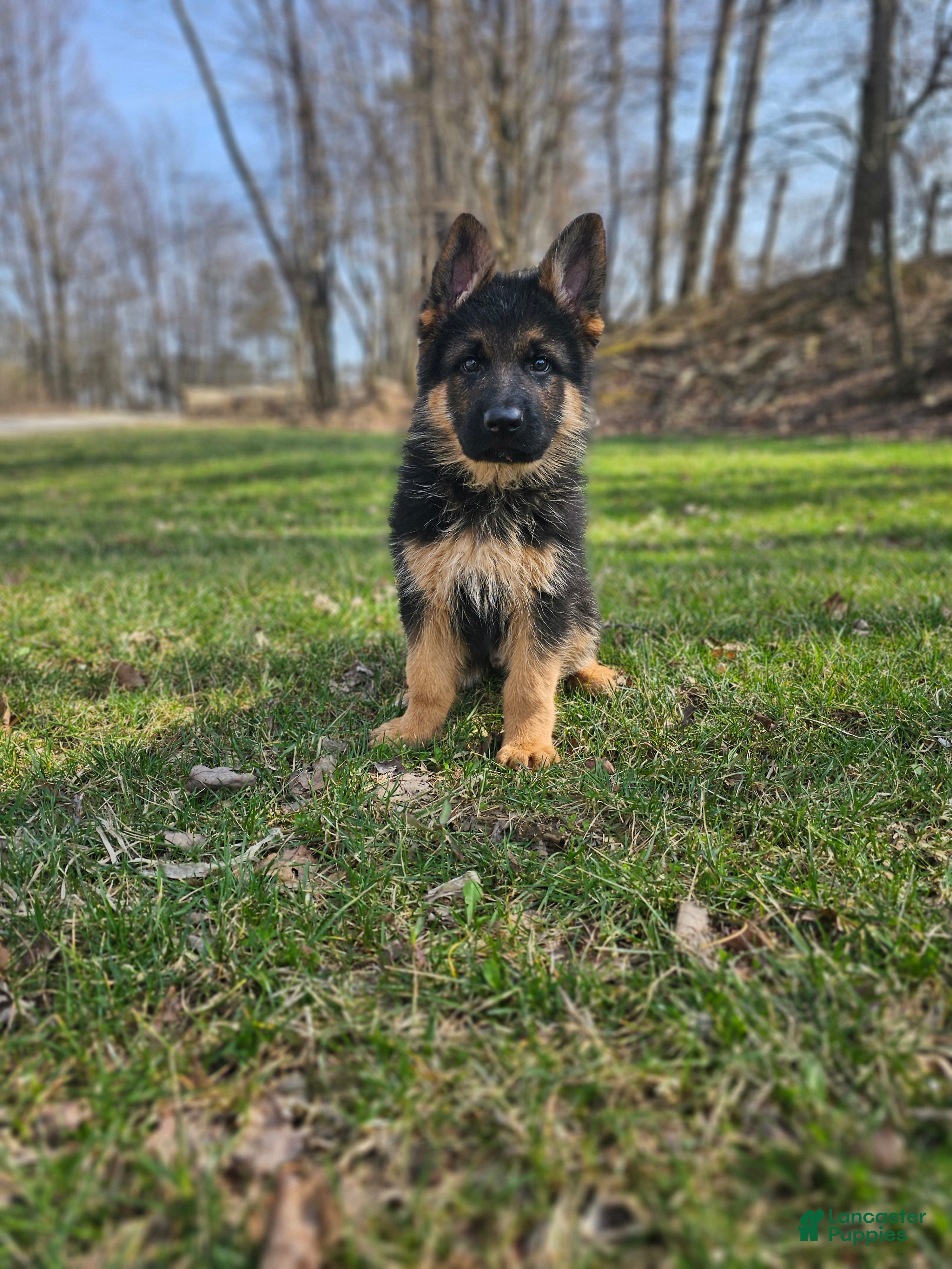 German Shepherd dogs Max - Ad 1