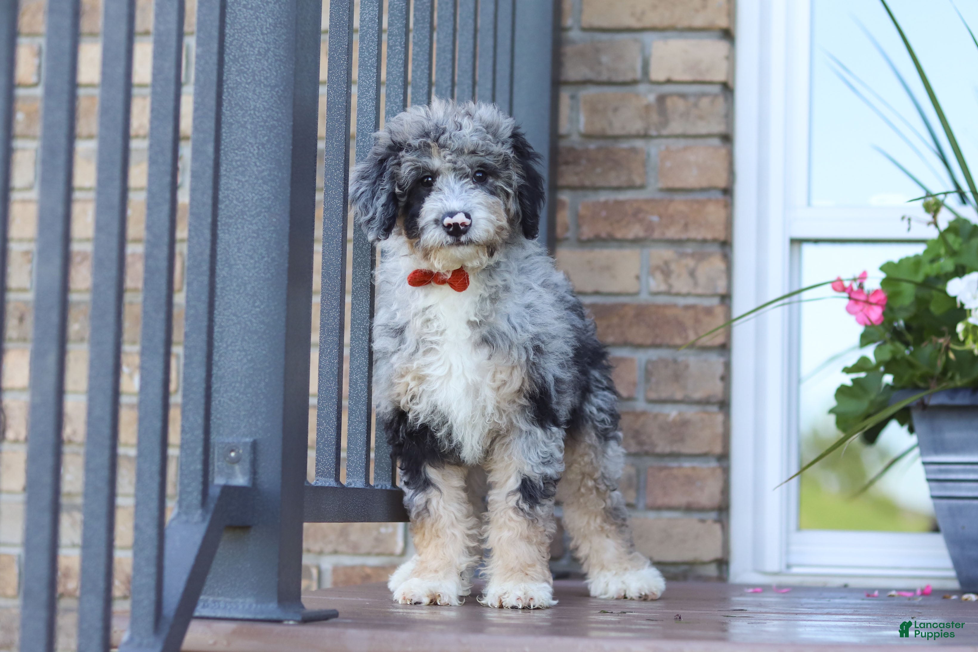 Mini Bernedoodle dogs Gabe - Ad 2