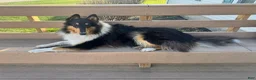 Collie dogs for sale: Collie 2- Cream Collar - Ad 4