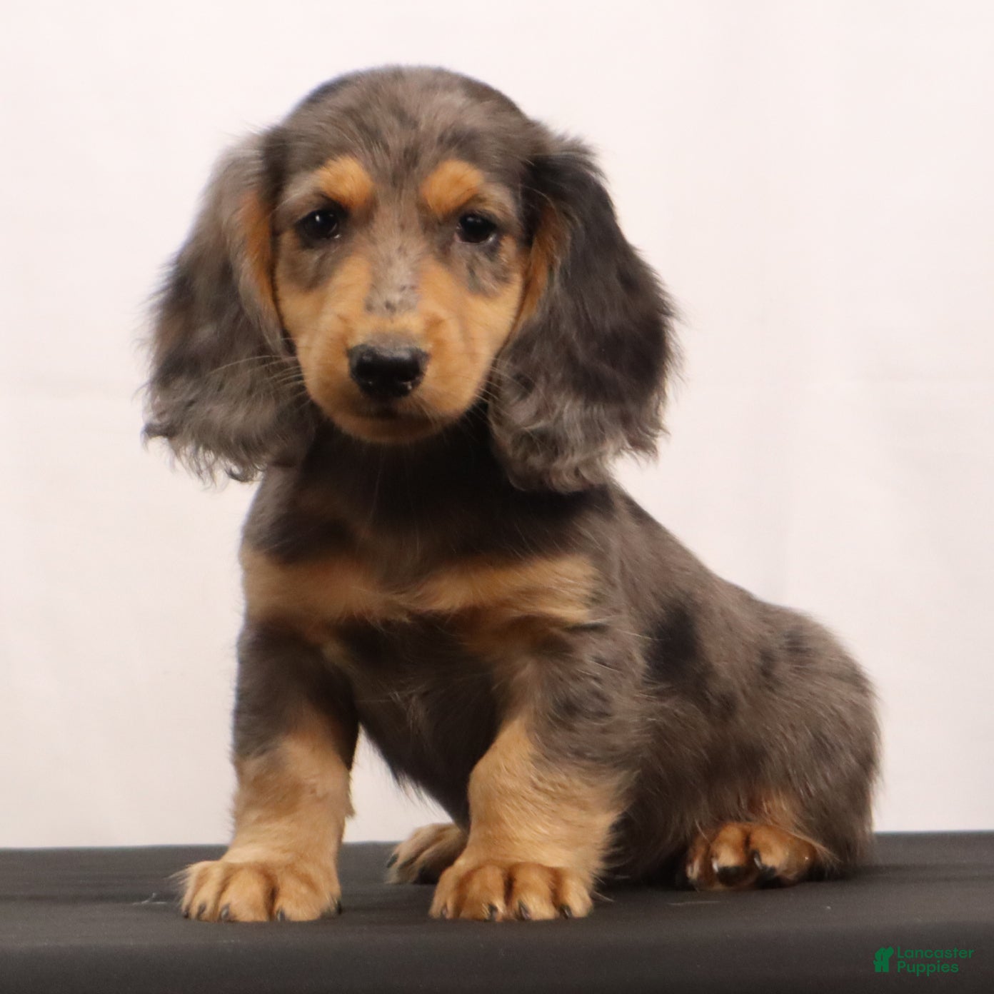 Dachshund dogs Ike - Ad 2