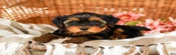 Yorkshire Terrier dogs for sale: Gumdrop AKC Champion Bloodline - Ad 6