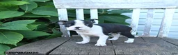 Boston Terrier dogs for sale: Catie - Ad 3