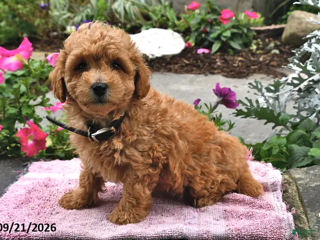 Bichpoo dogs for sale: Toffee - Ad 1