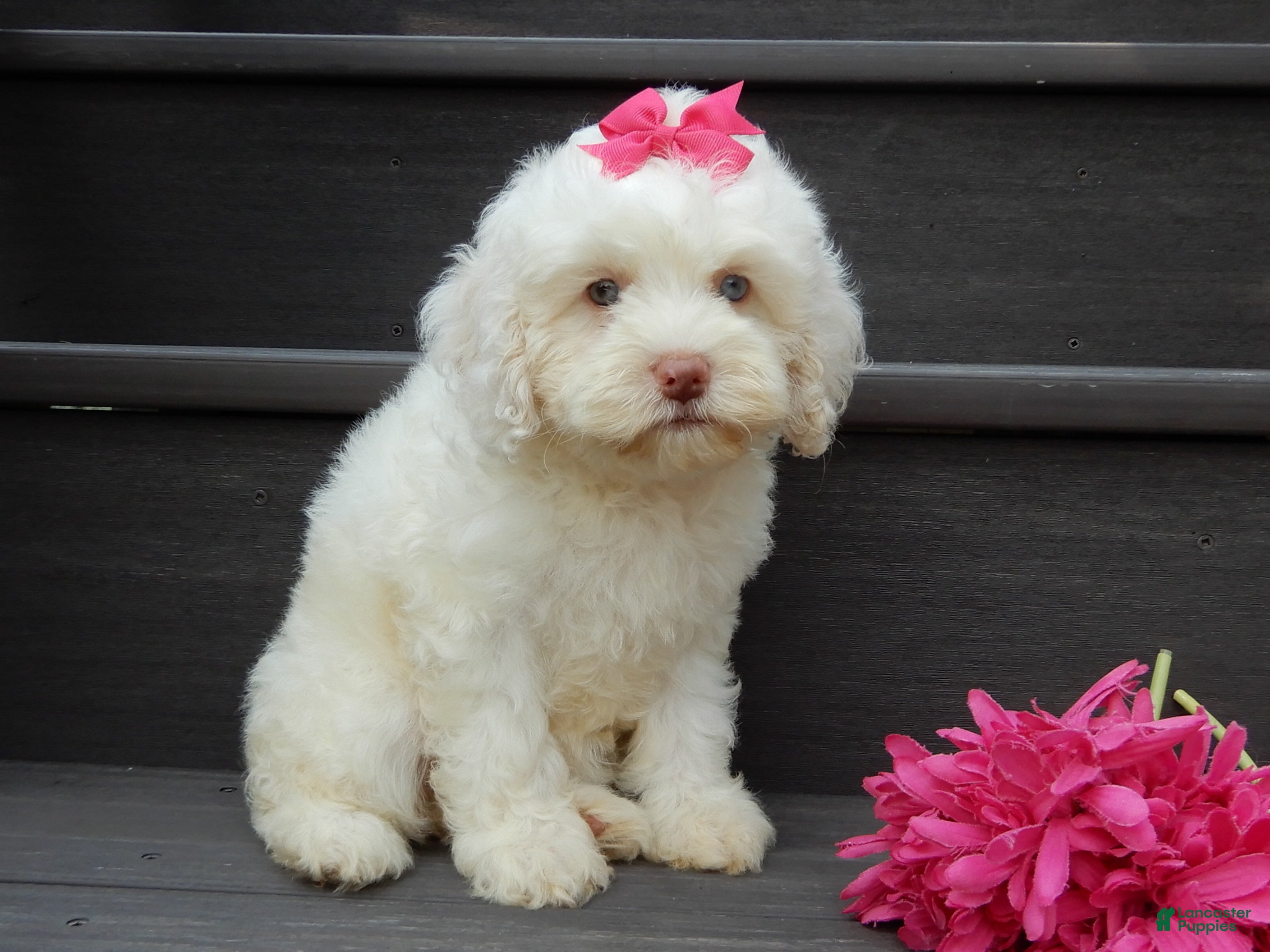 Cockapoo dogs Angel - Ad 2