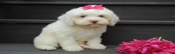 Cockapoo dogs for sale: Angel - Ad 2