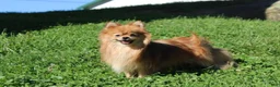 Pomeranian dogs for sale: Marshmallow  - Ad 10