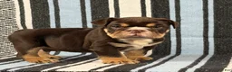 English Bulldog dogs for sale: Jackson - Ad 2