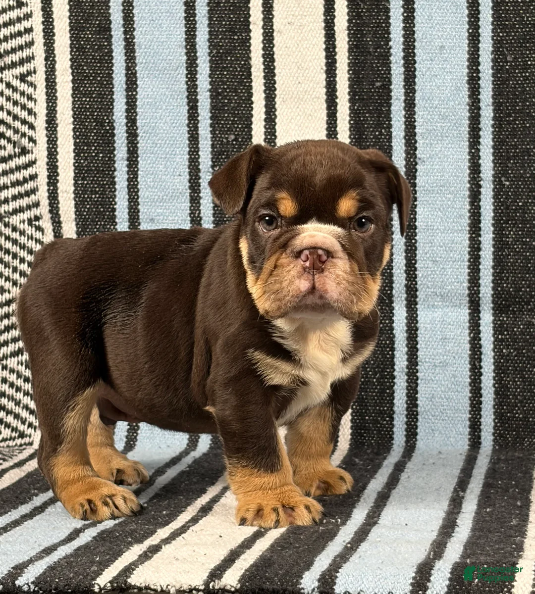 English Bulldog dogs for sale: Jackson - Ad 2