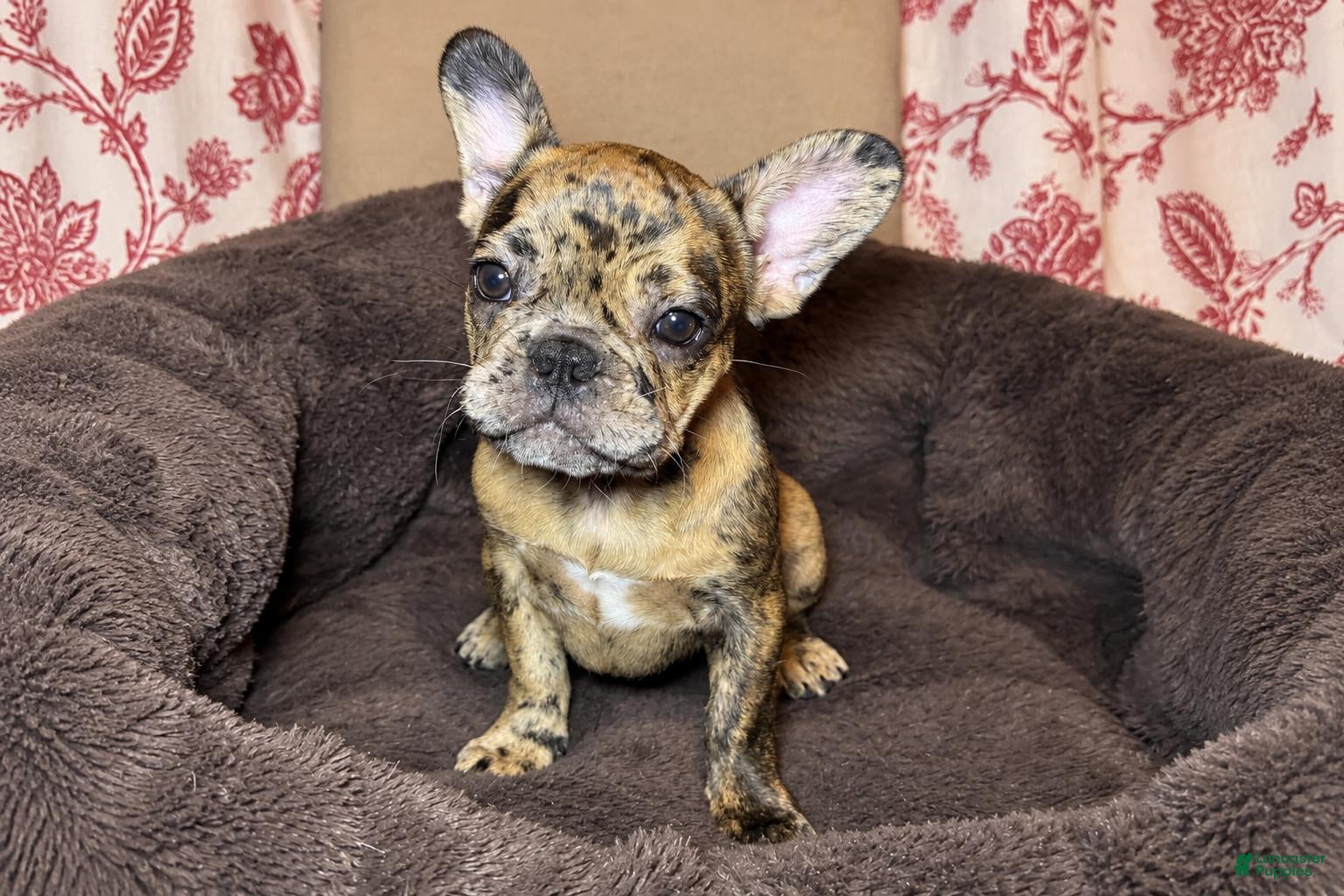 French Bulldog dogs Coco - Ad 1