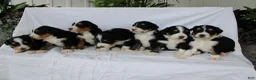 Bernedoodle dogs for sale: Rascal - Ad 12