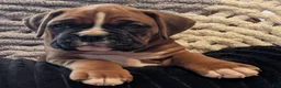 Boxer dogs for sale: Wrangler  - Ad 5