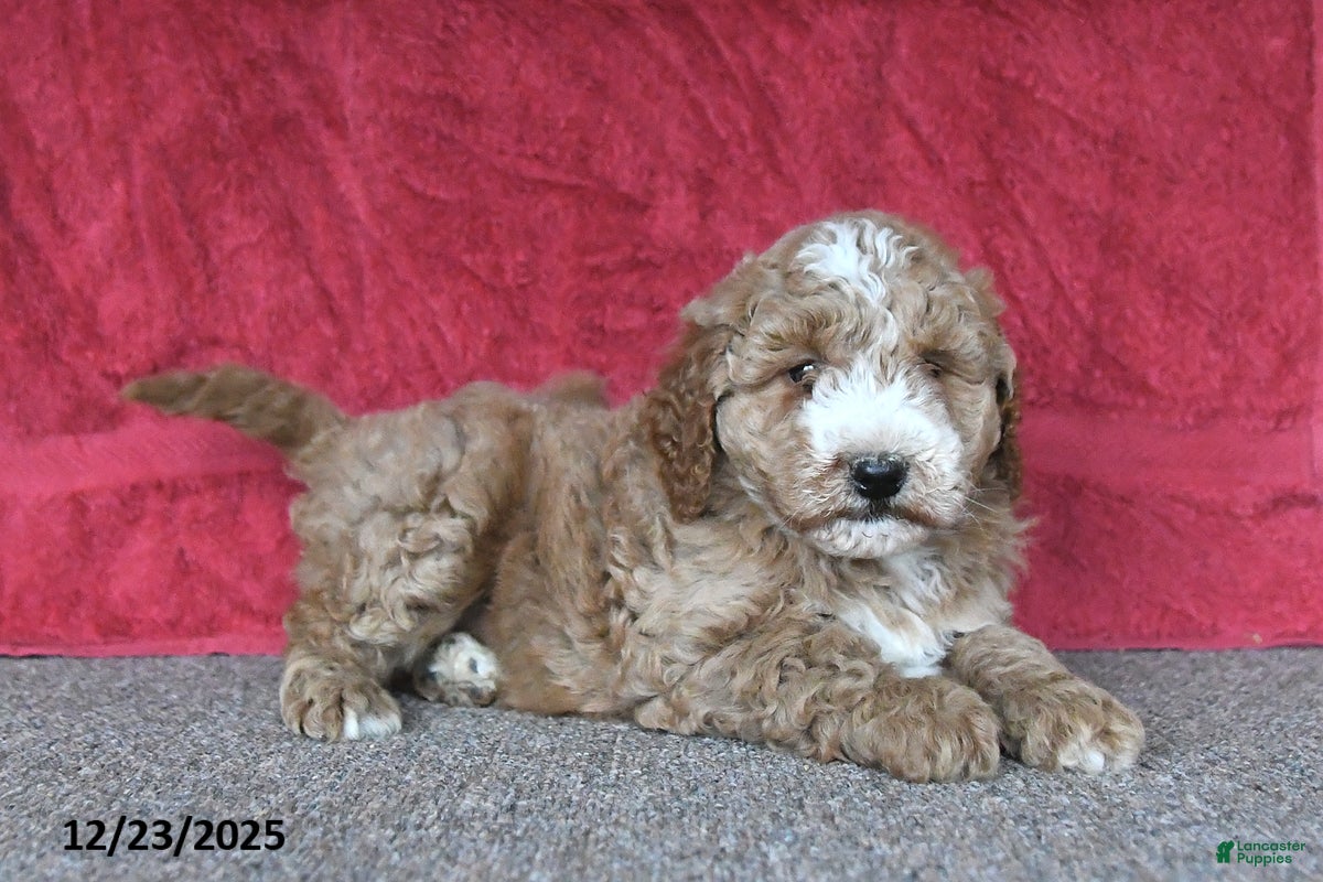 Mini Goldendoodle dogs Jill - Ad 8