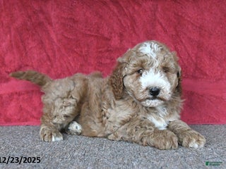 Mini Goldendoodle dogs Jill - Ad 8