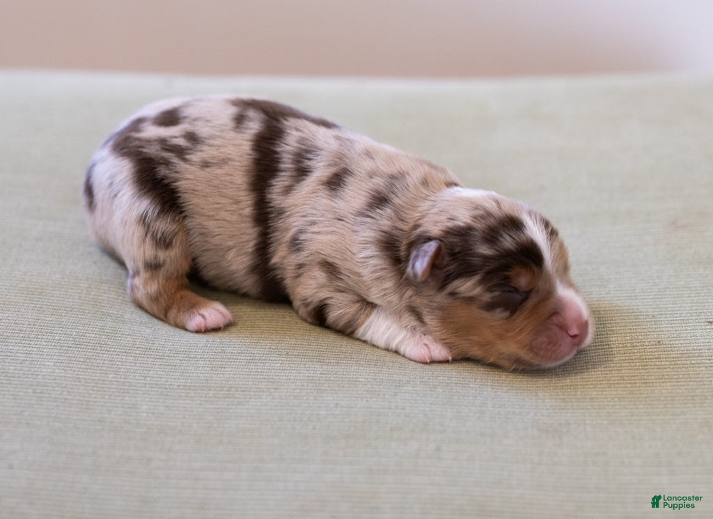 Miniature Australian Shepherd dogs Naveen - Ad 2