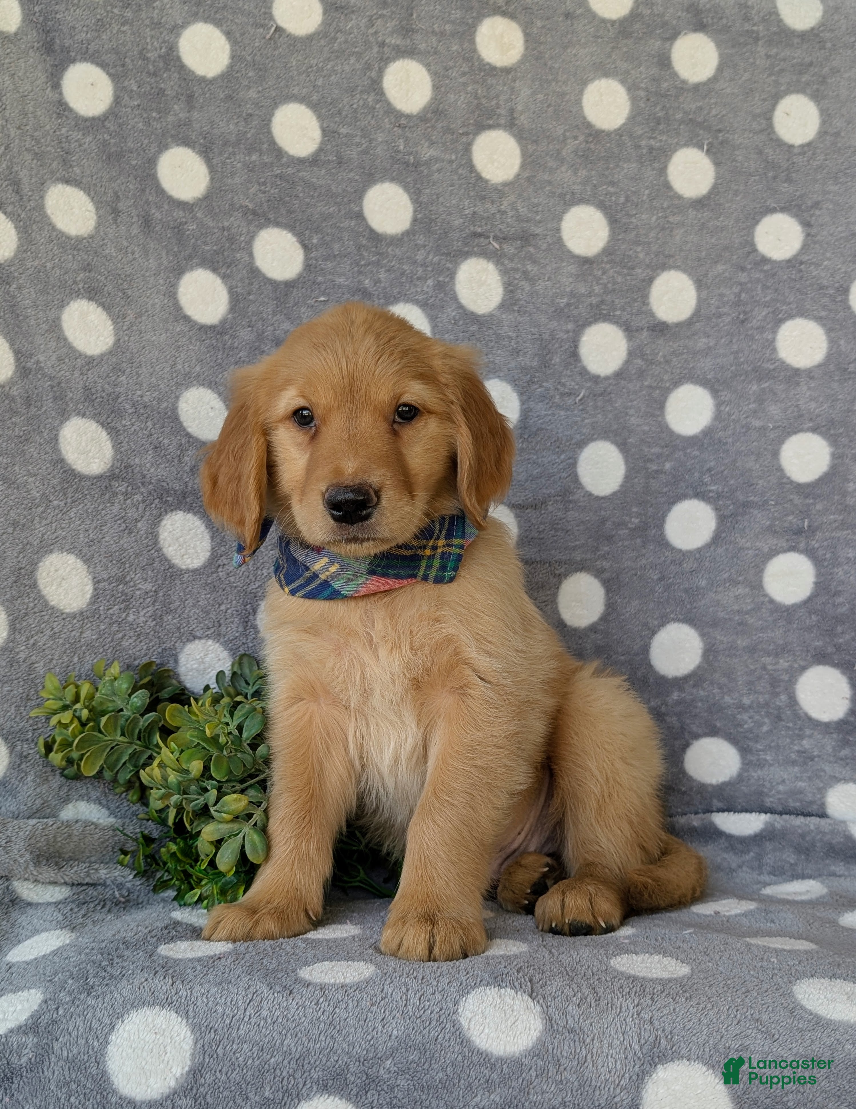 Golden Retriever dogs Colby - Ad 1