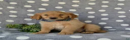 Golden Retriever dogs for sale: Colby - Ad 1