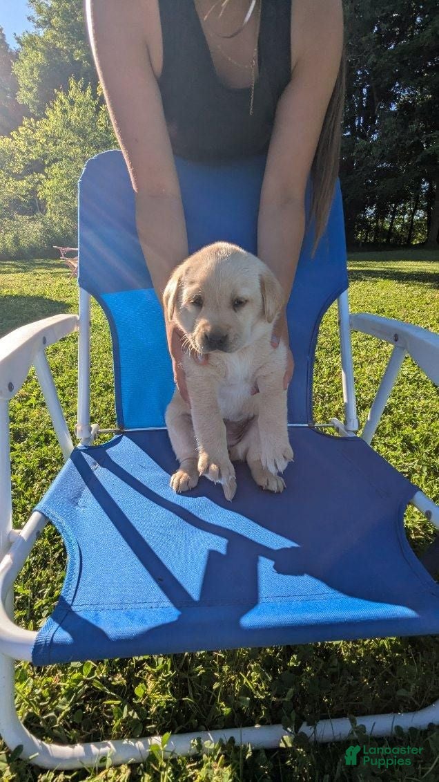Labrador Retriever dogs for sale: Labrador Retriever 3 - Ad 4