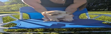 Labrador Retriever 3