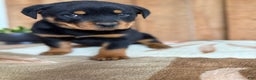 Rottweiler dogs for sale: Logan - Ad 5