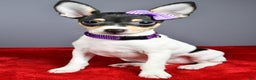 Toy Fox Terrier dogs for sale: Lucy - Ad 6
