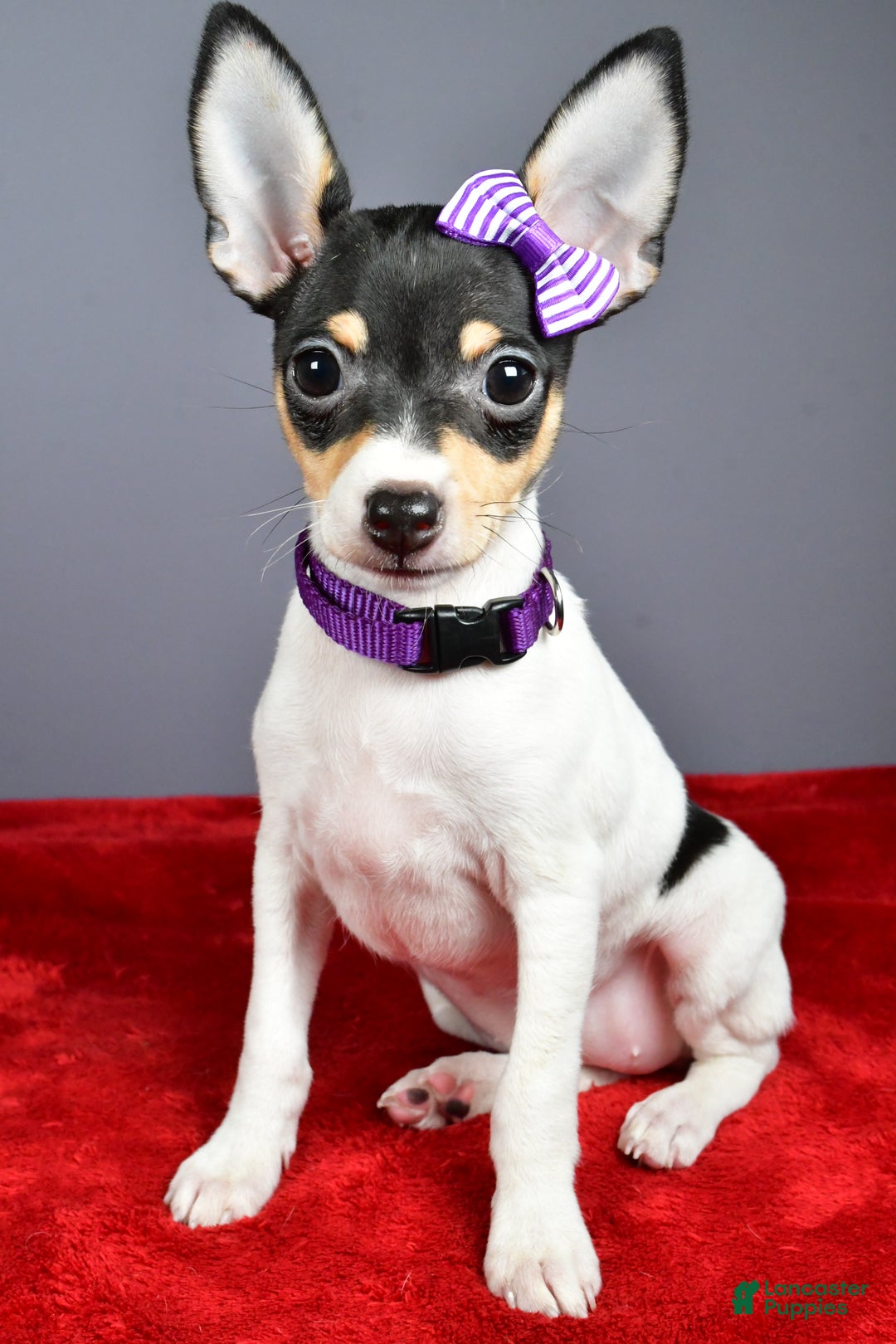 Toy Fox Terrier dogs for sale: Lucy - Ad 6