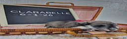 Miniature Schnauzer dogs for sale: Clarabelle - Ad 4