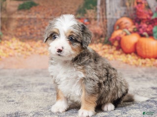Mini Bernedoodle dogs - Ad 39