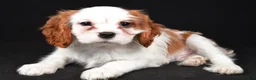 Cavalier King Charles Spaniel dogs for sale: Toby - Ad 6
