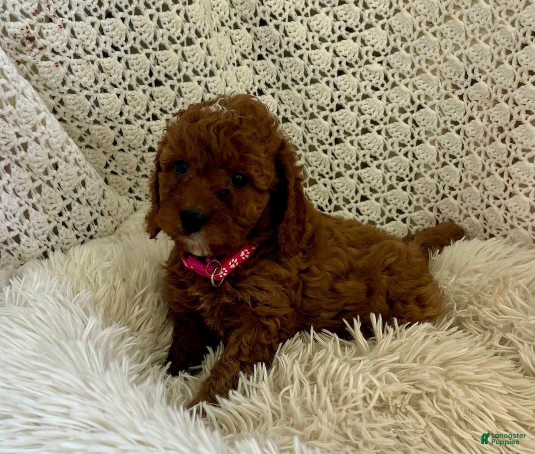 Cavapoo dogs Jeff - Ad 23