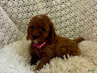 Cavapoo dogs Jeff - Ad 23