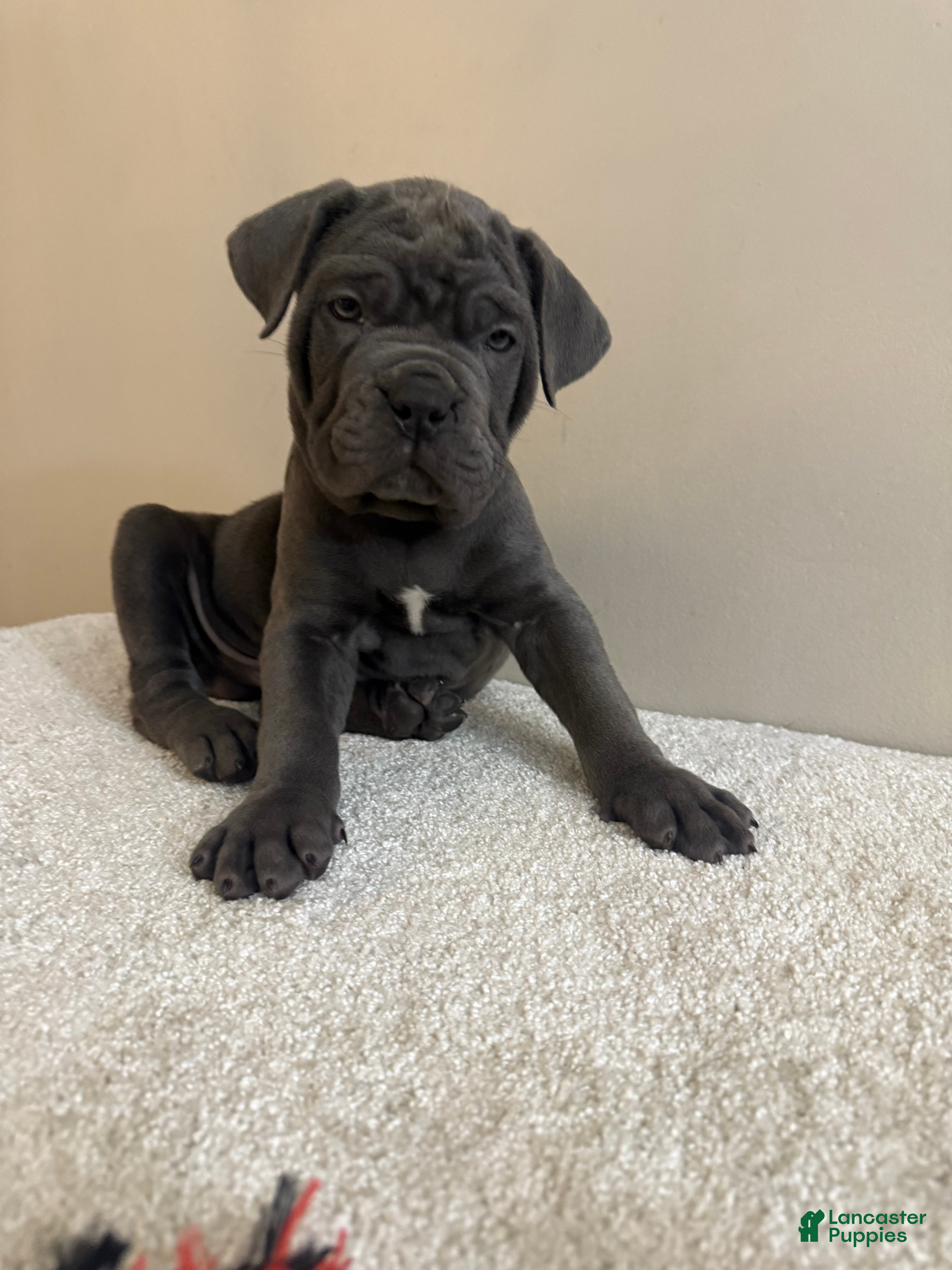 Cane Corso dogs Hulk  - Ad 2