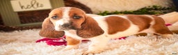 Basset Hound dogs for sale: Ainslie - Ad 8