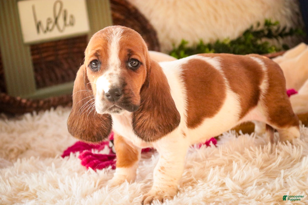Basset Hound dogs for sale: Ainslie - Ad 8