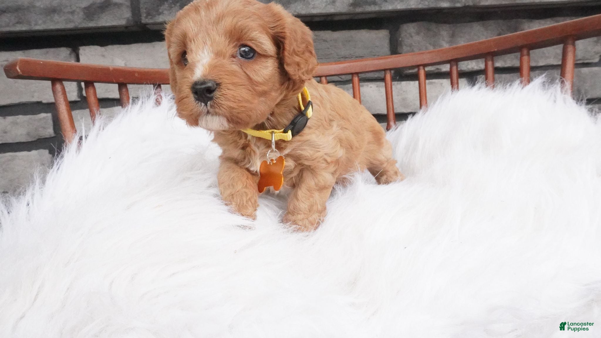 Cavapoo dogs Jacy  - Ad 1