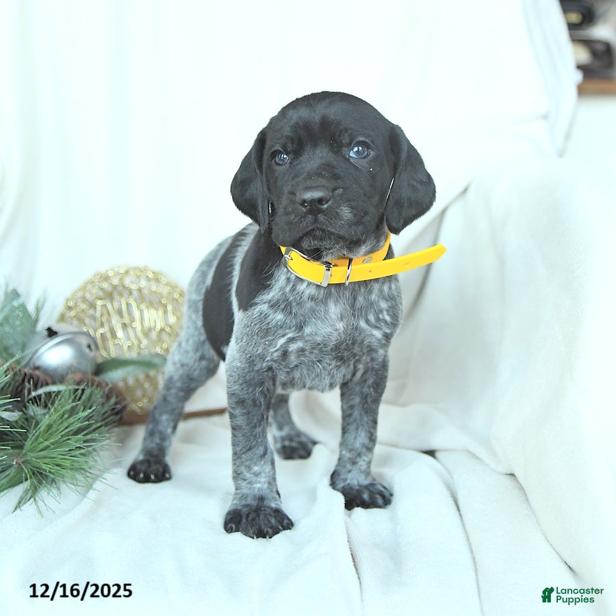 German Shorthaired Pointer dogs Dustin - Ad 3