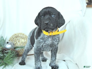 German Shorthaired Pointer dogs Dustin - Ad 3