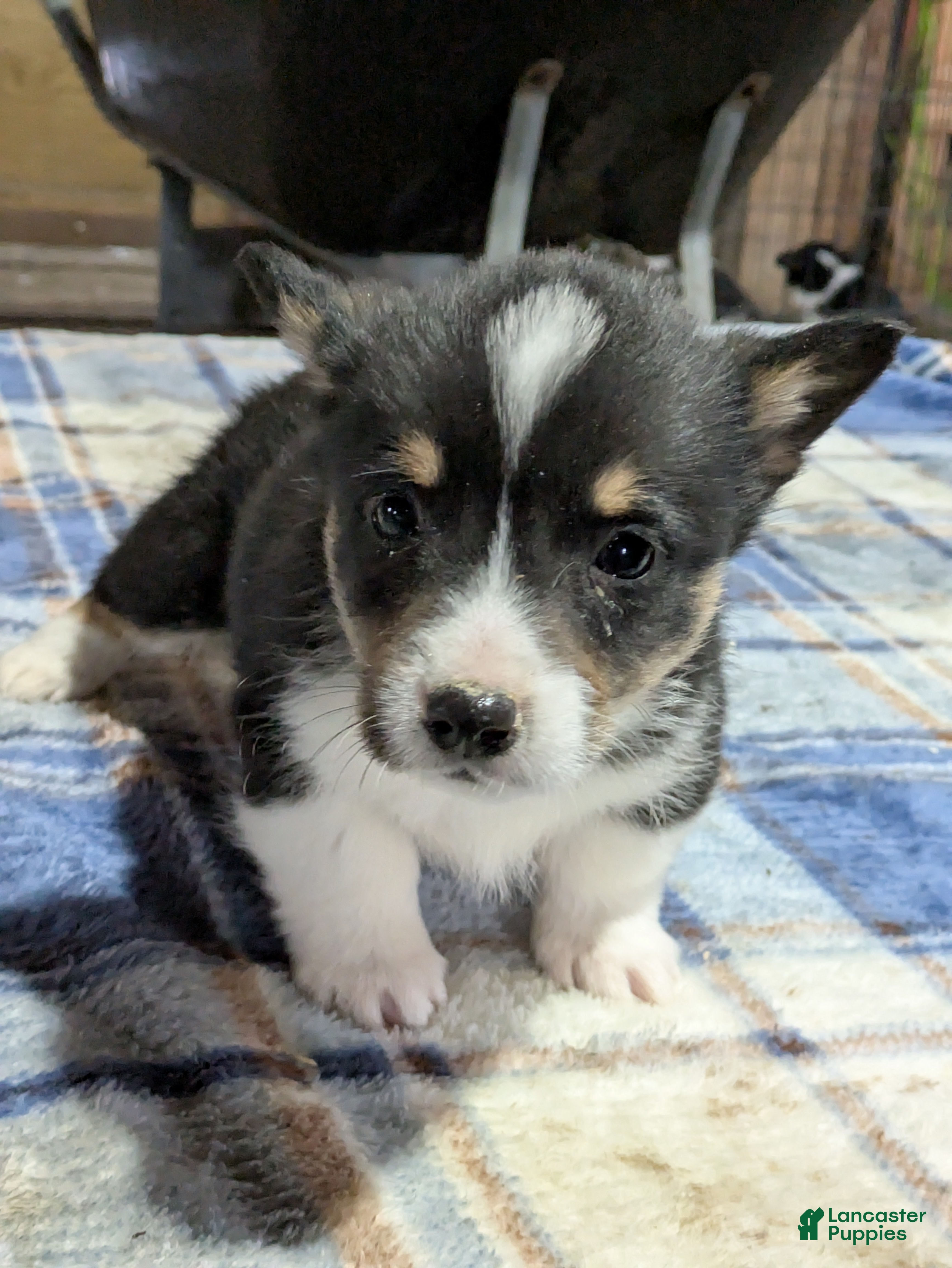 Welsh Corgi Pembroke dogs Sweeney - Ad 25