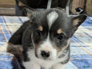 Welsh Corgi Pembroke dogs Sweeney - Ad 22