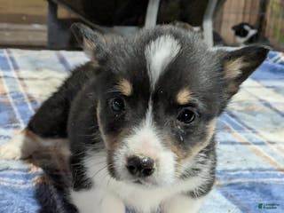 Welsh Corgi Pembroke dogs Sweeney - Ad 9