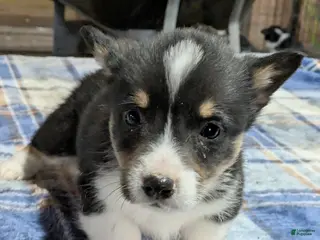 Welsh Corgi Pembroke dogs Sweeney - Ad 29