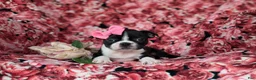 Boston Terrier dogs for sale: Elyce - Ad 5