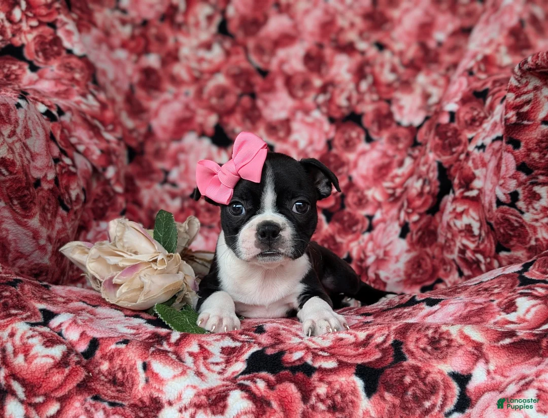 Boston Terrier dogs for sale: Elyce - Ad 5