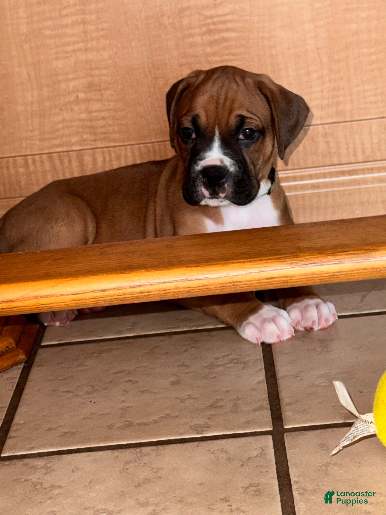 Boxer dogs Sully - Ad 3